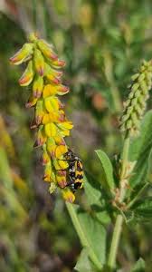 Image result for Eriosema lebrunii