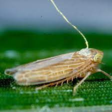 Black fly outbreaks are associated with areas with sustained running water. Leafhopper With Fine Gold Wire Attached To Thorax To Record Feeding Download Scientific Diagram