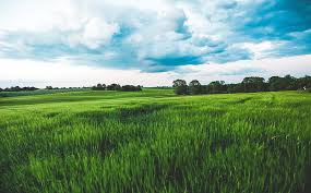 Maybe you would like to learn more about one of these? Green Wheat Field Rain Clouds Sky Ultra Nature Landscape Green Field Background Hd Wallpaper Peakpx