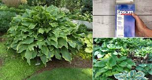 Hostas continue to be one of the most popular perennials in shady and party shady gardens. How To Make Hostas Grow Bigger Bushier Lusher With Epsom Salt Balcony Garden Web