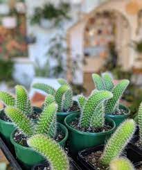 While cacti are known to require very little water, they do require some water, so don't forget about them completely! The Soft Monkey Tail Cactus What You Need To Know Succulent City