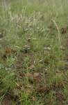 Image result for Aristida rhiniochloa