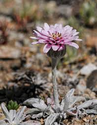 Image result for Criscianthus