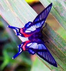 Pin On Mariposas