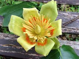Maybe you would like to learn more about one of these? Indiana S State Tree Is A Popular Landscape Choice Indiana Yard And Garden Purdue Consumer Horticulturepurdue University Indiana Yard And Garden Purdue Consumer Horticulture