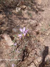 Image result for Hibiscus meyeri