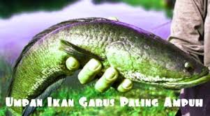 Umpan putih paling jitu (tembleg). 21 Ide Umpan Jitu Ikan Ikan Air Tawar Ikan Mas