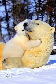 Love U Mom Animals Baby Polar Bears Polar Bear