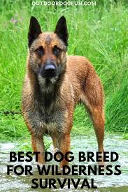 Best Dog Breed For Wilderness Survival In 2020 Best Dog Breeds Dog Breeds Best Dogs