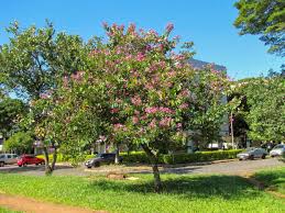 Image result for Bauhinia variegata