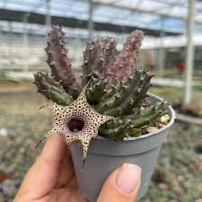 Image result for Huernia erectiloba