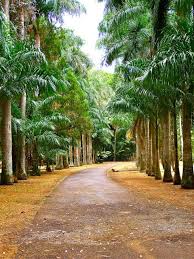 Le Jardin Pamplemousse Mauritius Island Mauritius My Island