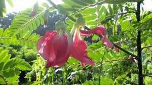 Image result for Sesbania grandiflora