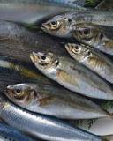 Is mackerel as healthy as salmon?