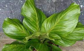 Berbeda dengan tanaman jenis lain, tanaman hias bisa membuat bangunan, taman, kolam, bahkan dekorasi suatu tempat menjadi lebih indah. Harga Anthurium Jemani Cobra Masih Mahal Di Pasaran Beredar Jenis Aspal Zona Priangan