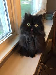 Donate money, toys, food, or your time (go pet a black cat!) to a local shelter 4. Happy Black Cat Appreciation Day Eyebleach