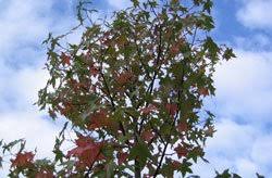 Liquidambar styraciflua 'gumball' wurde als hexenbesen in einem neuseeländischen amberbaum entdeckt. Kugel Amberbaum Gumball Anbau Und Pflege