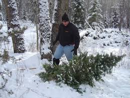 Their main objective is to simply maintain the tradition and encourage estonians to spend more time in the wilderness. Tips On How To Cut Your Own Tree In The National Forest Thurstontalk