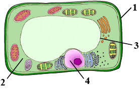 Eukaryotes include protozoa and protista. Which Of The Following Is Correct In Plant Cell