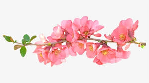 We still have more than 50,000 free photos and more than 200,000 pictures with effects, as well as backgrounds, textures, wallpaper, cards, graphics and backdrops to a variety of. Spring Flowers Png Images Free Transparent Spring Flowers Download Kindpng