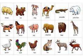 اسماء الحيوانات بالانجليزي بالصور animals english vocabulary blog posts
