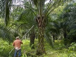 Image result for Elaeis guineensis