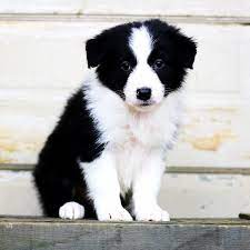 Border Collie Puppies For Sale In Michigan Petfinder