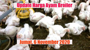 Berbeda dari daging babi dan sapi yang dilarang oleh beberapa agama dan kultur atau namun tahukah kamu kalau di balik itu semua, ayam broiler sebenarnya tidak baik untuk kesehatan maupun lingkungan? Harga Ayam Broiler Hari Ini Jumat 6 November 2020 Broiler Youtube