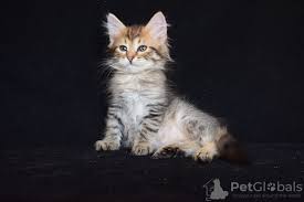 Four males red point color like their grandfather and one female seal point color like her mother. Siberian Cat For Sale In The City Of Almaty Kazakhstan Price 300 Announcement 7974