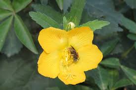 Image result for Malvaceae subfamily Grewioideae