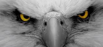 A wide variety of eagle eye led options are available to you, such as year. Eagle Eye Northmantrader