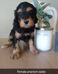 The october pups will be f1 mini goldendoodles that get between 25 to 35 pounds as adults. Goldendoodle Puppies For Sale Spicer Mn 307432