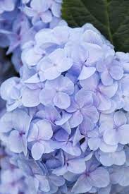 Mini Penny Hydrangea Monrovia Mini Penny Hydrangea Hydrangea Potted Hydrangea Shrub Hydrangea