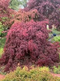 Sevilen akçaağaç altında bir tedavi konuşuyorum kolay değil.anna akhmatova maple. Acer Palmatum Inaba Shidare Kirmizi Ince Yaprakli Akcaagac 40 60 Cm Ithal Saksida Fidan Istanbul Internetten Fidan Ve Fide Siparisi Her Cesit Peyzaj Bitkileri