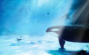 Wallpaper 1920x1200 Px Animals Art Cg Digital Manta Ocean Ray Sea Sealife Sting Sunlight Underwater Whales 1920x1200 Coolwallpapers 1741489 Hd Wallpapers Wallhere If you're in search of the best under ocean wallpaper, you've come to the right place. 1920x1200 px animals art cg digital