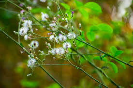 Image result for Vernonia cinerea