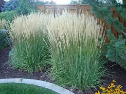Feather reed grass landscaping ideas. Karl Foester Grass Calamagrostis Karl Foerster In 2021 Feather Reed Grass Tall Grass Landscaping Backyard Plants