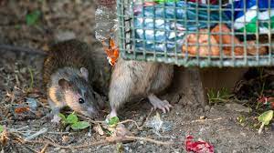 The importance of pest management during the COVID-19 crisis - CIEH