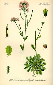 Image result for Nolletia arenosa