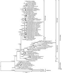 Image result for Ochna afzelii