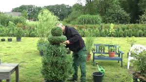 Weitere ideen zu immergrüner garten, immergrün, garten. Top 10 Immergrune Garten Pflanzen Winterharte Hecke Straucher Co