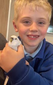 Lost budgie near Moolanda Park in Kingsley