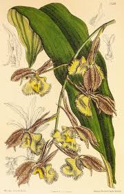My dad grew orchids, and occasionally i'd be called on to help at repotting, but i wasn't interested in them except as a source of free corsage flowers at prom. Medicinal Orchids Of South America Springerlink