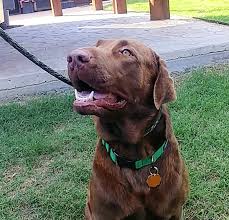 The labrador retriever club, inc. Lone Star Labrador Retriever Rescue