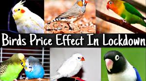 Here you can watch latest lovebird price in pakistan zee pet birds is provide you important knowledge about exotic birds like. Top 12 Love Birds Species Price In India 2020 Youtube
