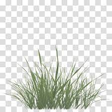 Sweet Grass Vetiver Commodity Wheatgrass Chrysopogon Grass Texture Alpha Transparent Background Png Clipart Grass Textures Grass Background Plant Texture