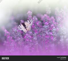 Amazon's choice for butterfly wallpaper arthouse 692403 wallpaper, silver, one size. Beautiful Violet Image Photo Free Trial Bigstock