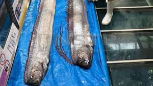 Sekitar tiga minggu setelah menetas dari telur. Ikan Laut Dalam Di Pantai Petunjuk Tsunami Besar