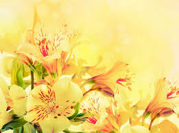 Colorful pink and yellow flowers background. Pink And Yellow Flowers Wallpapers Top Free Pink And Yellow Flowers Backgrounds Wallpaperaccess