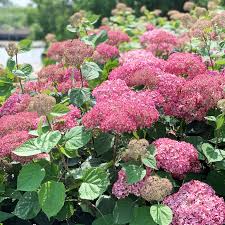 Image result for Hydrangea arborescens Pink Anabelle